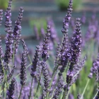 Lavander_Grosso_.webp