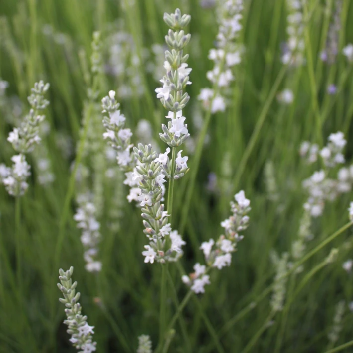 0027s_0001_Lavandula-angustifolia-Edelweiss.jpeg