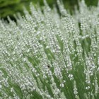 0027s_0003_Lavandula-angustifolia-Edelweiss.jpeg