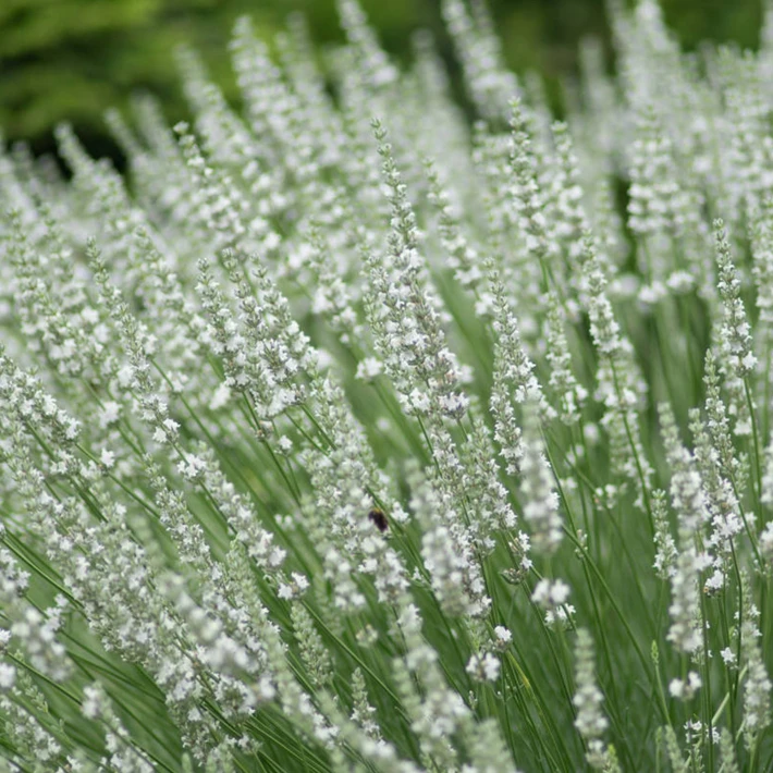0027s_0003_Lavandula-angustifolia-Edelweiss.jpeg