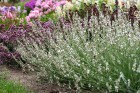 lavandula-edelweiss_1.jpeg