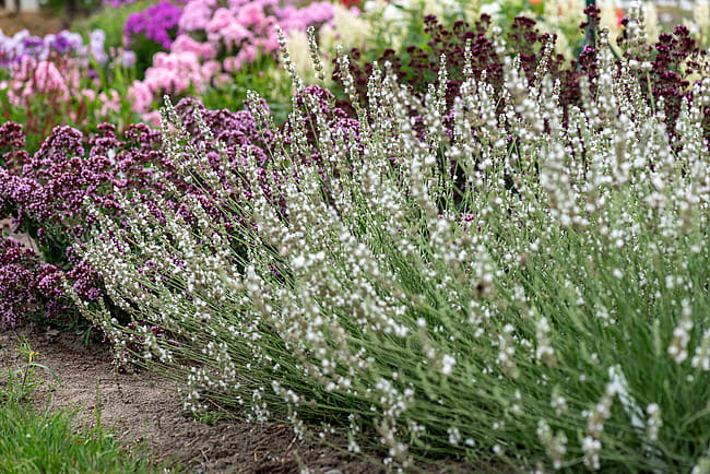lavandula-edelweiss_1.jpeg