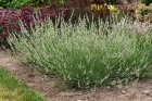 lavandula-edelweiss_3.jpeg