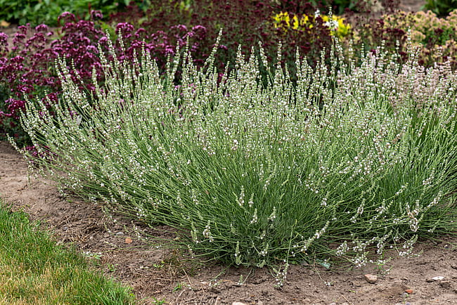 lavandula-edelweiss_3.jpeg