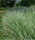 lavxintermediaedelweissflowering-484cc2-medium.jpeg