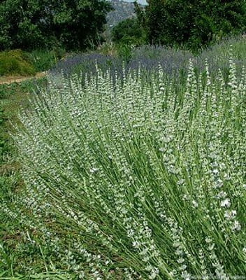 lavxintermediaedelweissflowering-484cc2-medium.jpeg