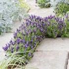 lavender-spanish-bandera-purple-.webp