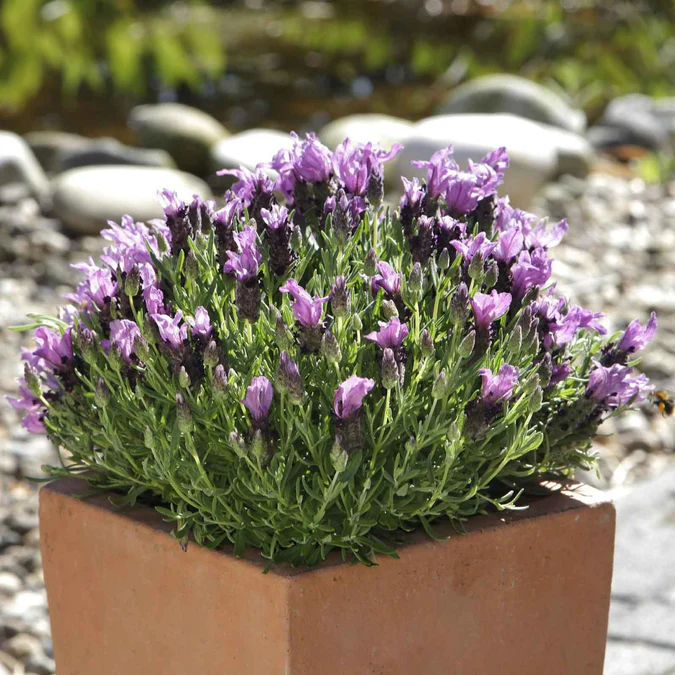 lavender-spanisha.webp