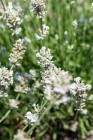 byliny-i-trawy_lavandula_75031_3.jpeg