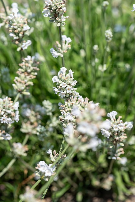 byliny-i-trawy_lavandula_75031_3.jpeg