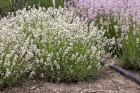 byliny-i-trawy_lavandula_75031_4.jpeg