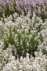 byliny-i-trawy_lavandula_75031_6.jpeg