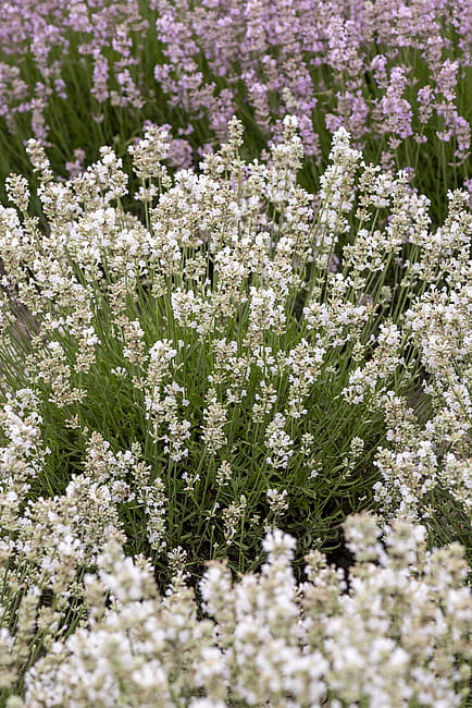byliny-i-trawy_lavandula_75031_6.jpeg