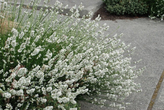 lavandula-alba-white-lavender.jpeg