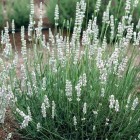 Lavandula-Alba-white-lavender2.jpeg