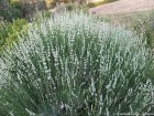 lavxintermediawhitegrossobush-9228e9-medium.jpeg