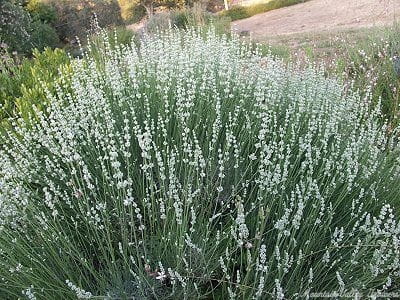 lavxintermediawhitegrossobush-9228e9-medium.jpeg