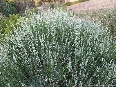 lavxintermediawhitegrossobush-9228e9-medium.jpeg