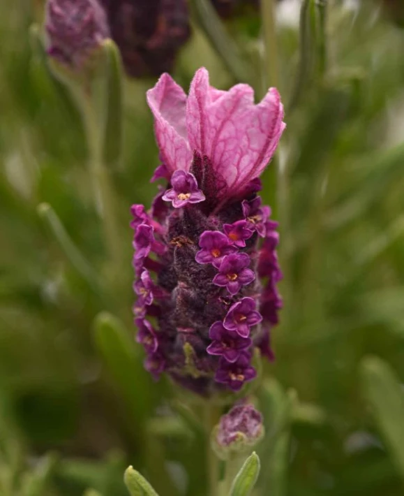 lavender_bandera_deep_rose-foc_ball_colegrave_2__1.jpeg