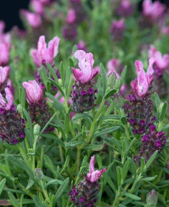 lavender_bandera_deep_rose-foc_ball_colegrave_3_.jpeg