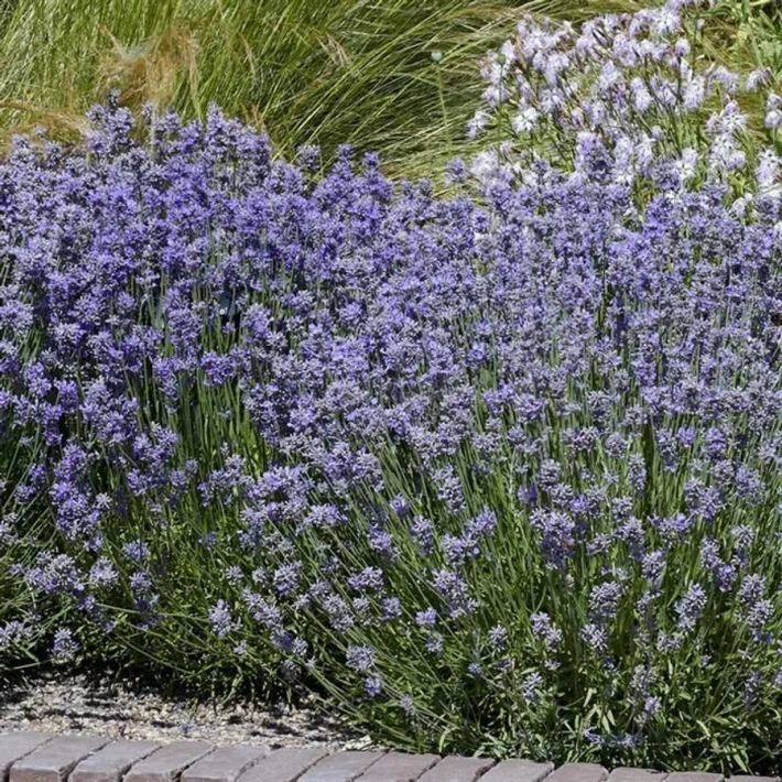 lavandula_angustifolia_.webp