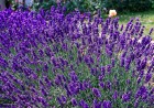 byliny-i-trawy_lavandula_79199_3.jpeg
