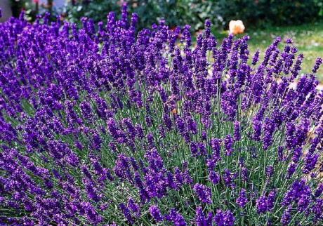 byliny-i-trawy_lavandula_79199_3.jpeg