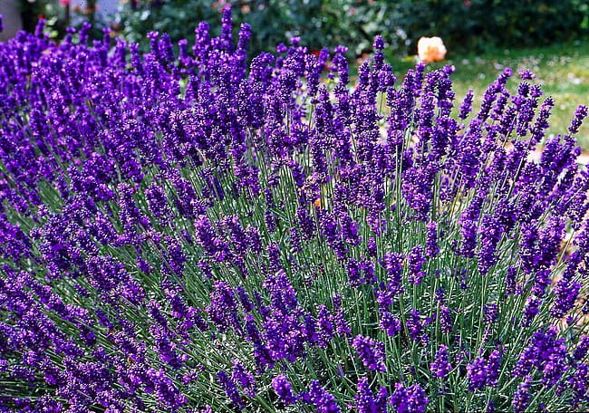 byliny-i-trawy_lavandula_79199_3.jpeg