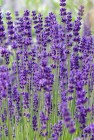 lavandula_angustifolia_dwarf_blue_tuinplant.jpeg
