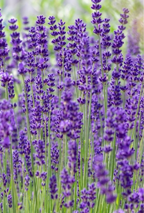 lavandula_angustifolia_dwarf_blue_tuinplant.jpeg