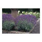 lavendel-pflanze-lavandula-angustifolia-dwarf-blue-echter-lavendel-9cm-topf~7.jpg