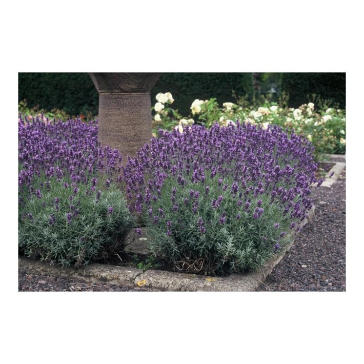 lavendel-pflanze-lavandula-angustifolia-dwarf-blue-echter-lavendel-9cm-topf~7.jpg