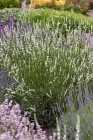 byliny-i-trawy_lavandula_74920_4.jpeg