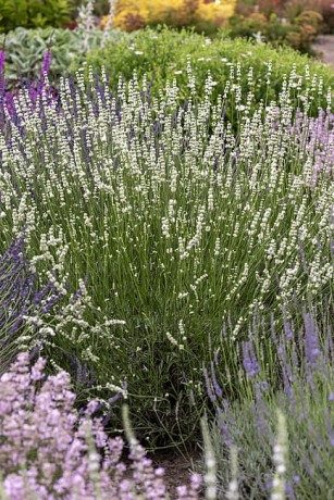 byliny-i-trawy_lavandula_74920_4.jpeg