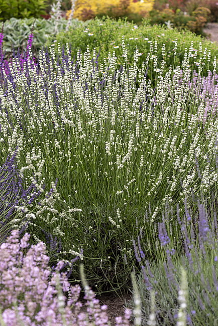 byliny-i-trawy_lavandula_74920_4.jpeg