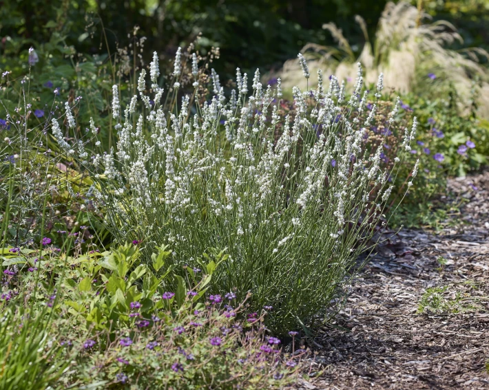 Lavendula Exceptional (40).jpeg