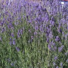 byliny-i-trawy_lavandula_75033_1.jpeg