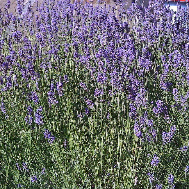 byliny-i-trawy_lavandula_75033_1.jpeg