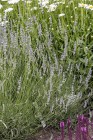 byliny-i-trawy_lavandula_75033_2.jpeg
