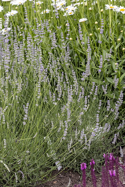 byliny-i-trawy_lavandula_75033_2.jpeg