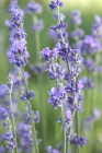 5731_lavandula_angustifolia_munstead__5134mnc.webp