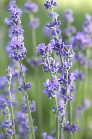 5731_lavandula_angustifolia_munstead__5134mnc.webp
