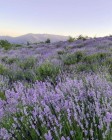 d2509017e9e63f40ce7cc3008a6321b2.jpeg
