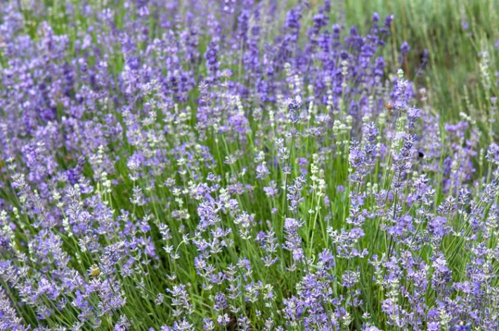 growing-munstead-lavender-5101145-hero-52b77069d7774c2b90bff04585150c7f.jpeg