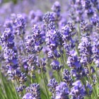 Munstead-Lavender-1_1.jpeg