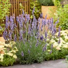 Lavandula Sensational! (15).jpeg