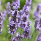 Lavandula Sensational! (17).jpeg