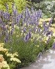 Lavandula Sensational! (18).jpeg