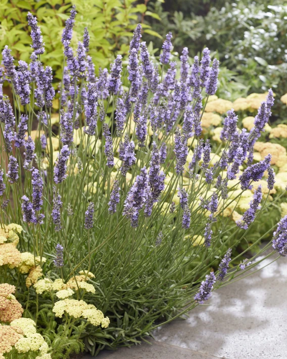Lavandula Sensational! (18).jpeg