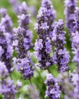 Lavandula Sensational! (23).jpeg